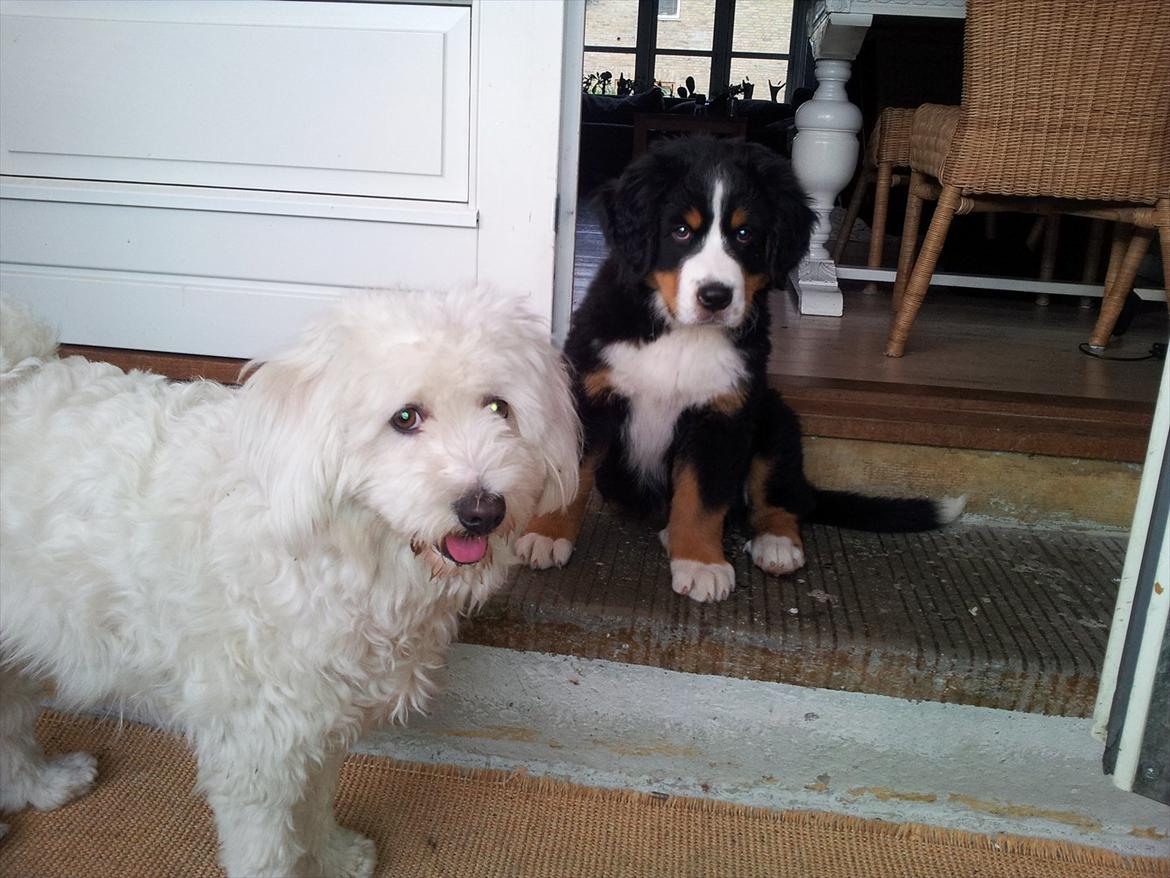 Berner sennenhund Bernhard billede 4