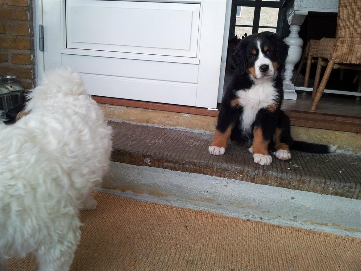 Berner sennenhund Bernhard billede 5