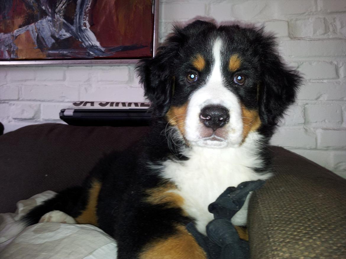 Berner sennenhund Bernhard billede 6