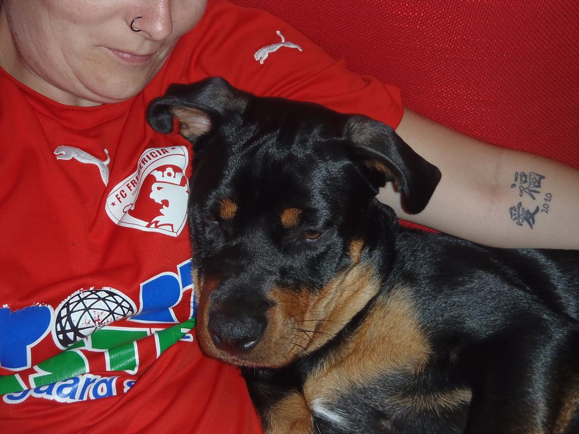 Rottweiler Samson - Mandagshygge :D billede 11