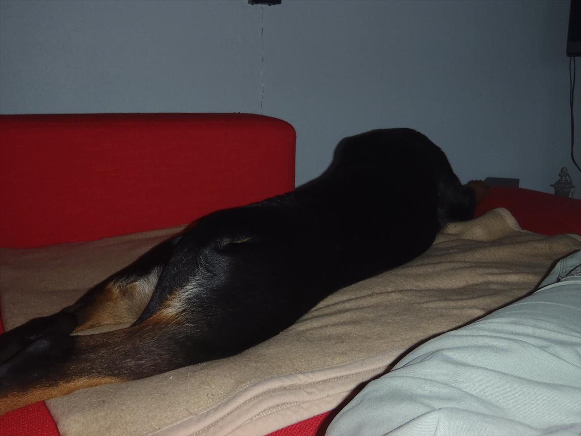 Rottweiler Samson billede 12