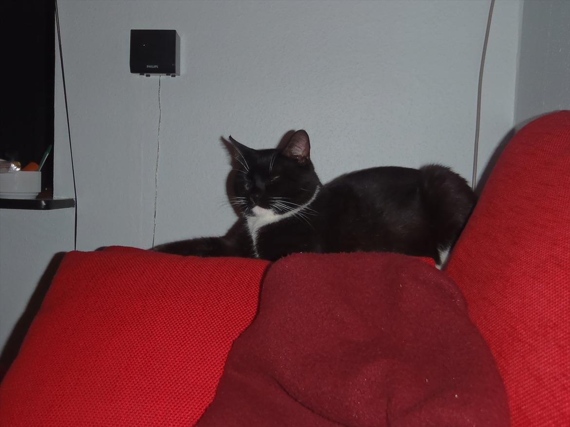 Rottweiler Samson - 18/7 kl 21.31 i den ene side af sofa.. billede 13