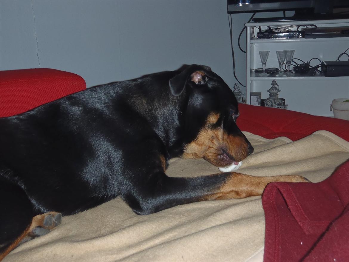 Rottweiler Samson - ..18/7 kl21.31 i den anden side :) billede 14