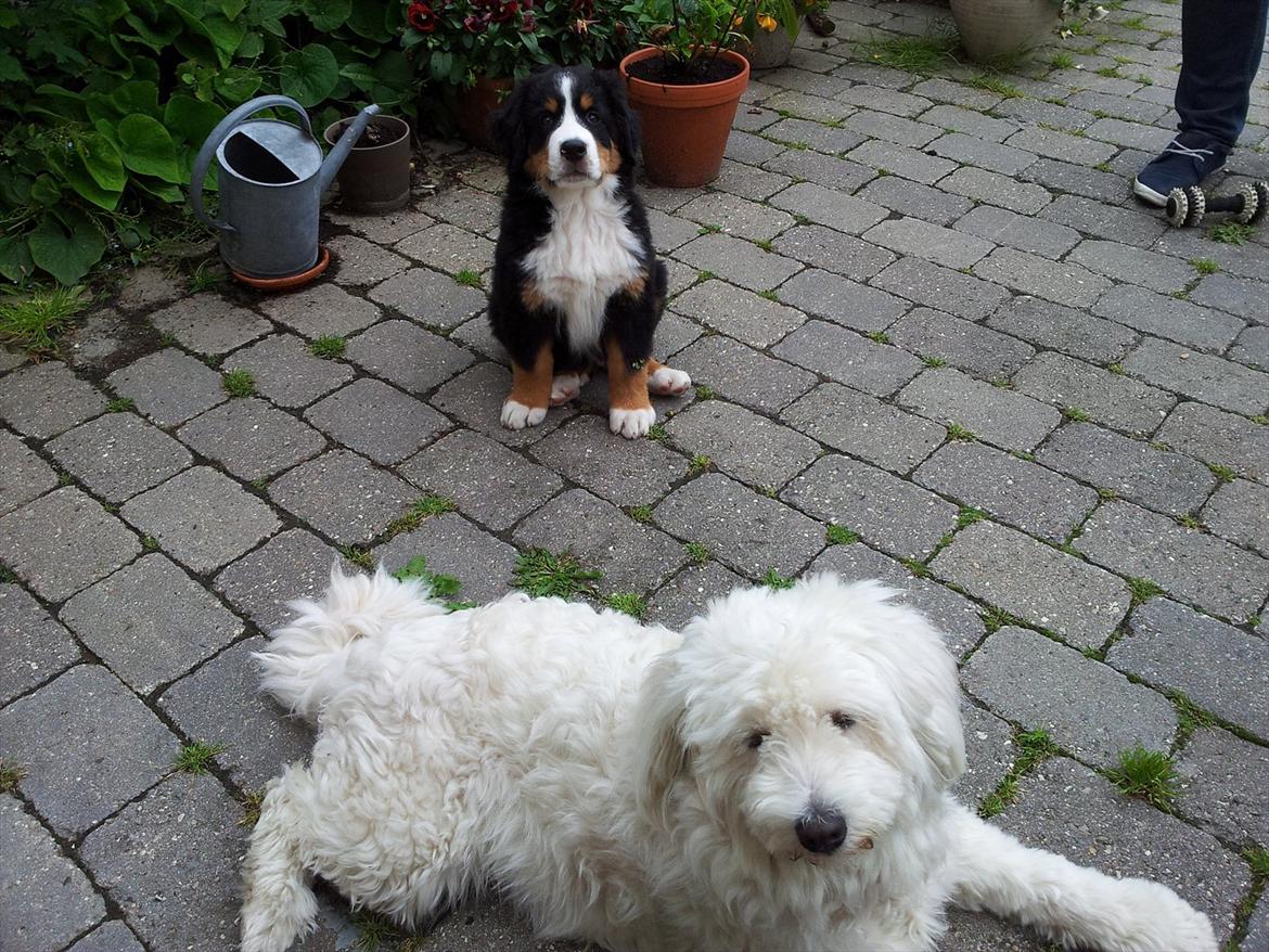 Berner sennenhund Bernhard billede 7