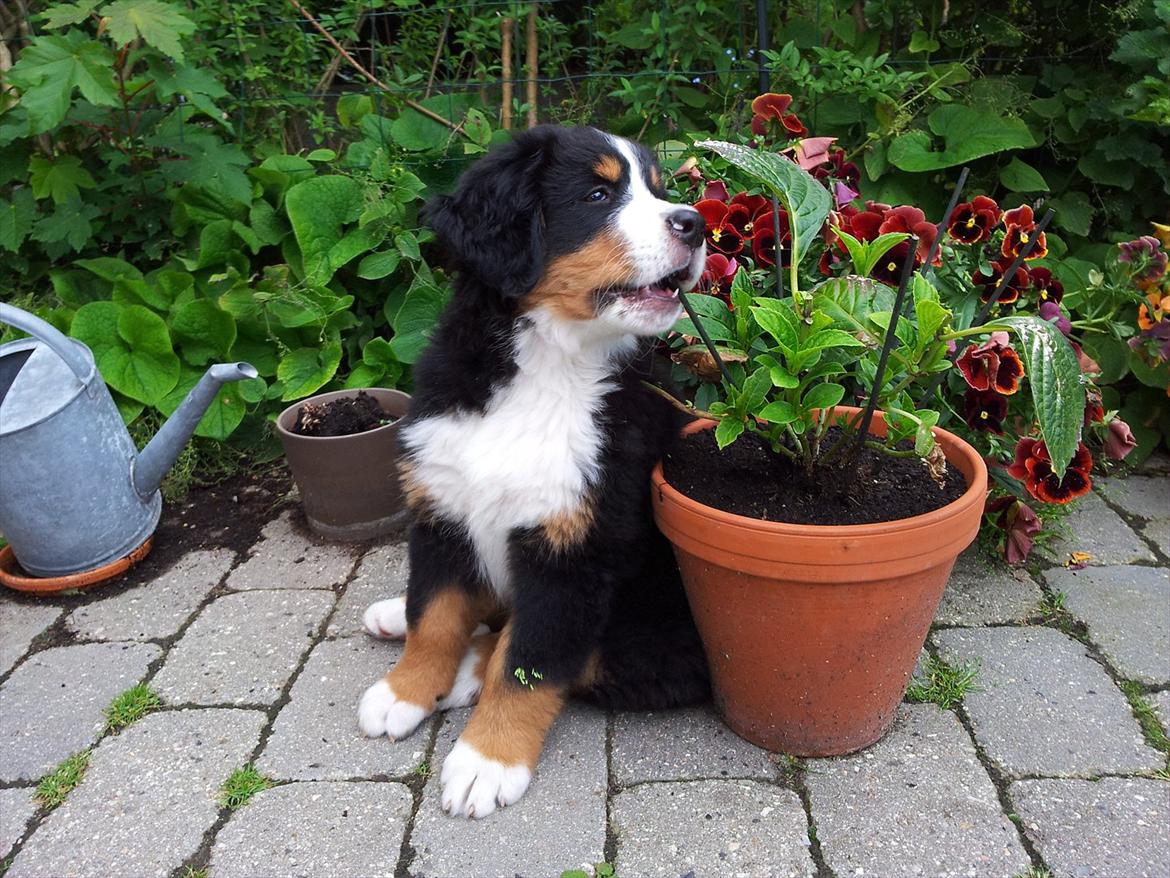 Berner sennenhund Bernhard billede 8