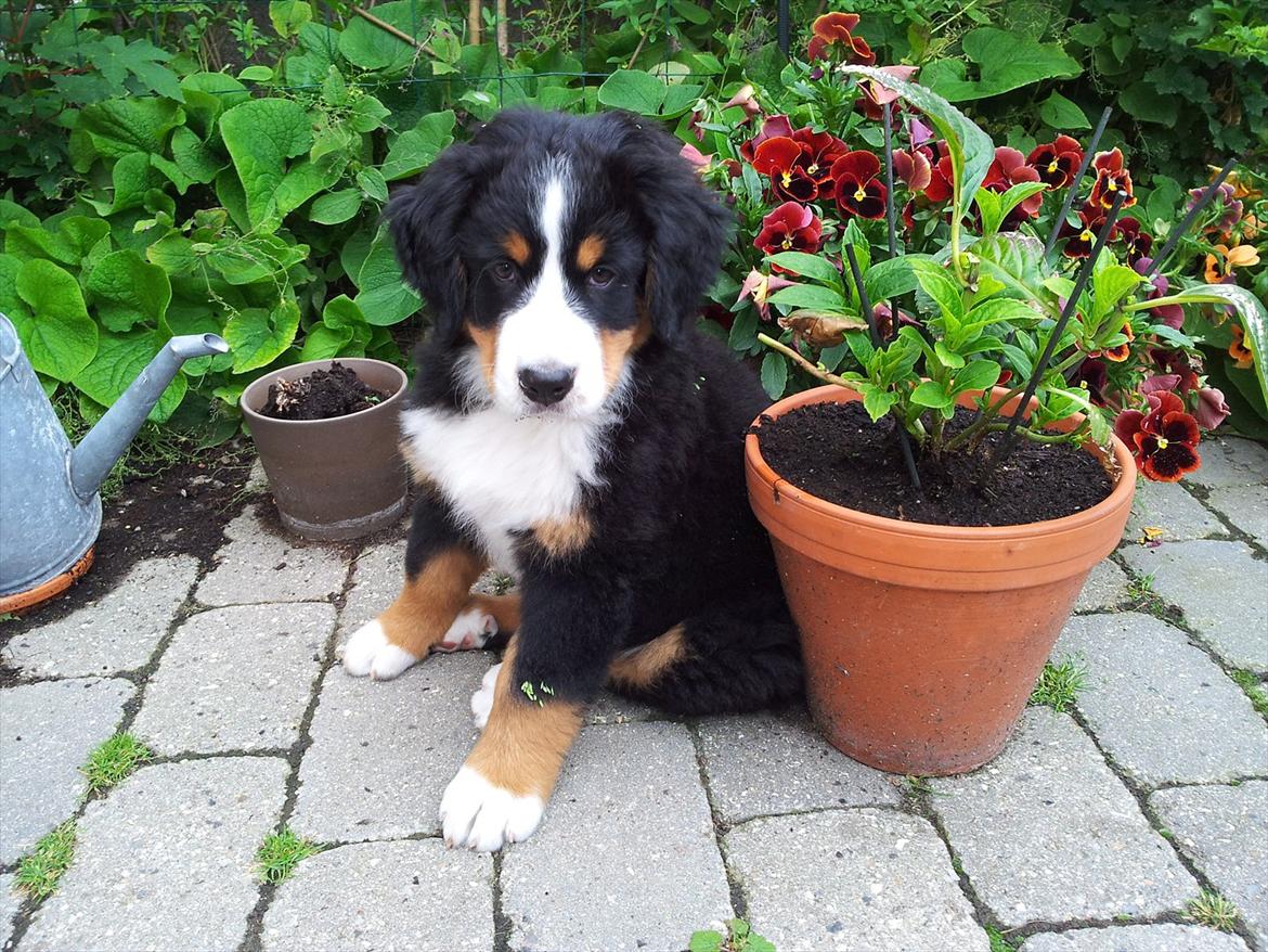 Berner sennenhund Bernhard billede 9