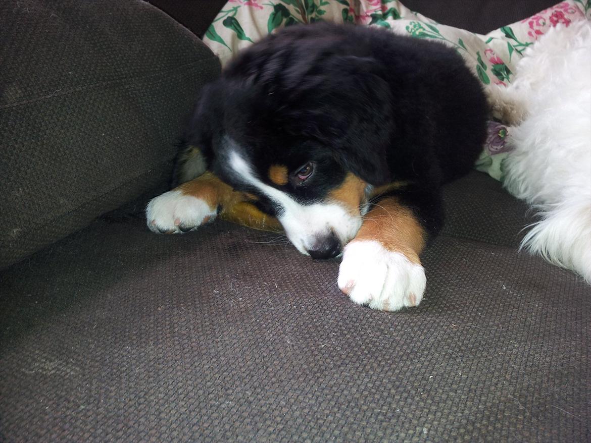 Berner sennenhund Bernhard billede 10