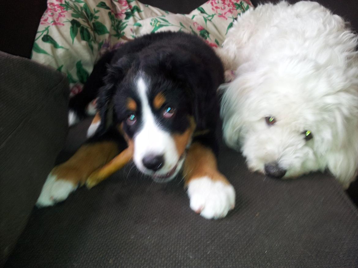 Berner sennenhund Bernhard billede 11