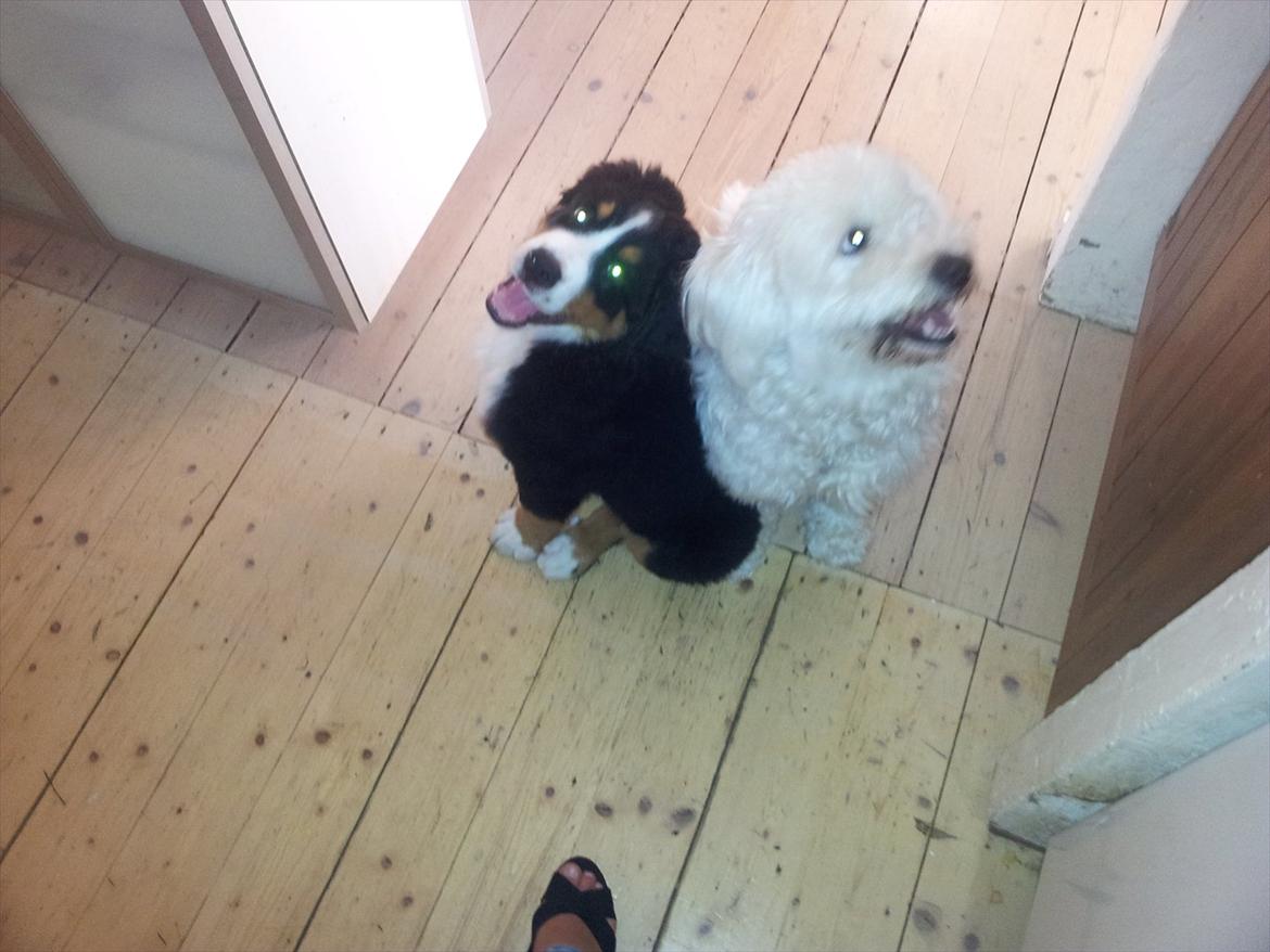 Berner sennenhund Bernhard billede 12