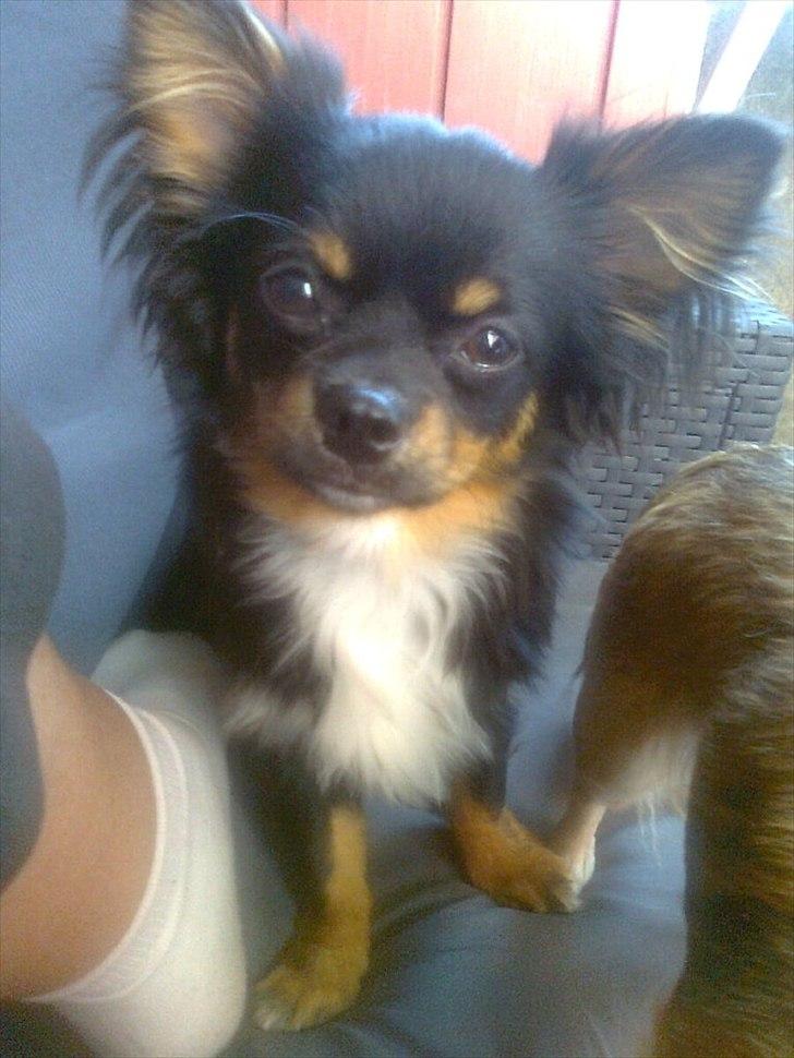 Chihuahua Niko billede 5