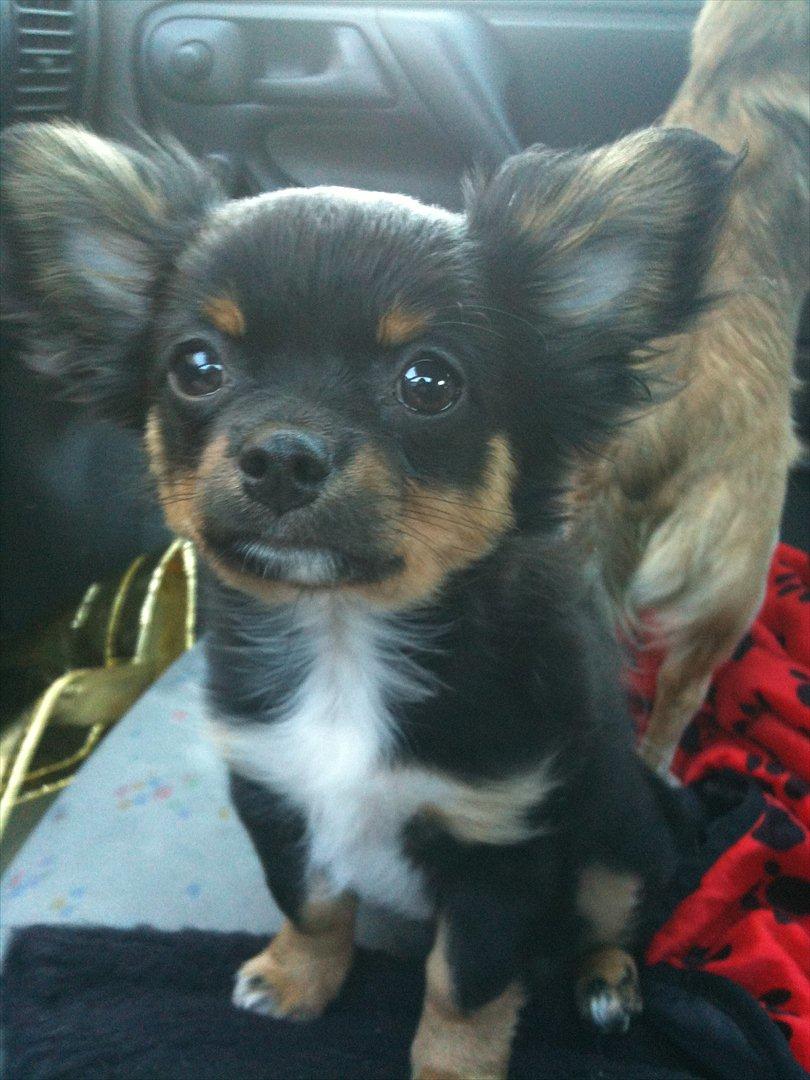 Chihuahua Niko billede 6