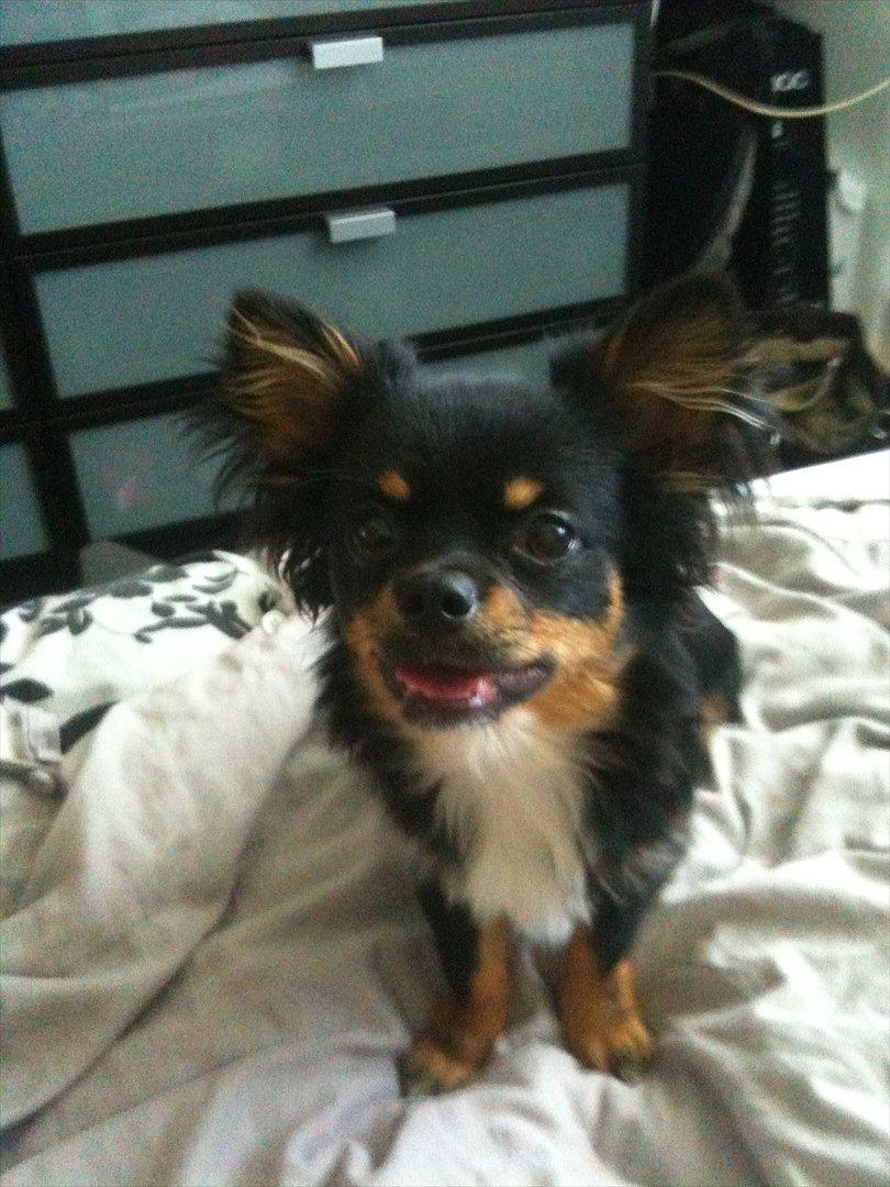 Chihuahua Niko billede 4