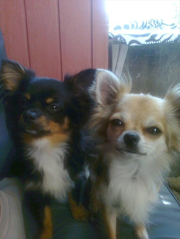 Chihuahua Niko billede 7