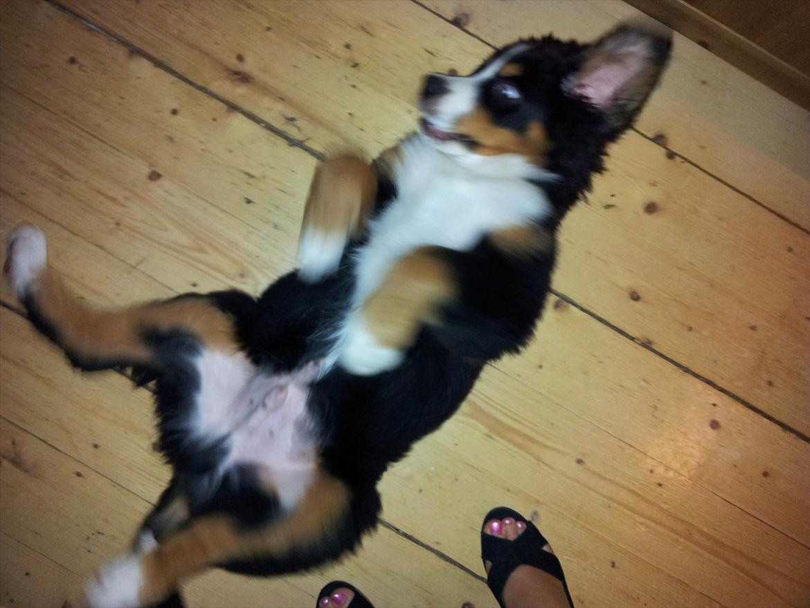 Berner sennenhund Bernhard billede 13