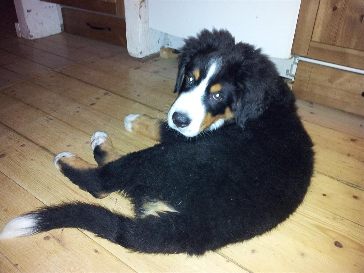 Berner sennenhund Bernhard billede 14