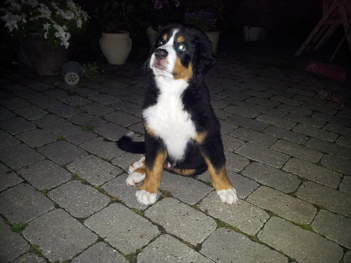 Berner sennenhund Bernhard billede 15