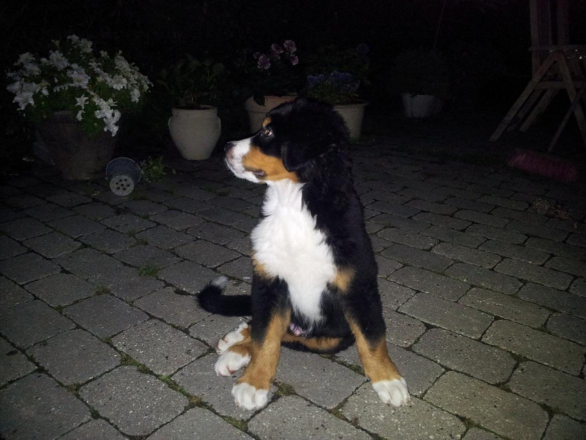 Berner sennenhund Bernhard billede 16