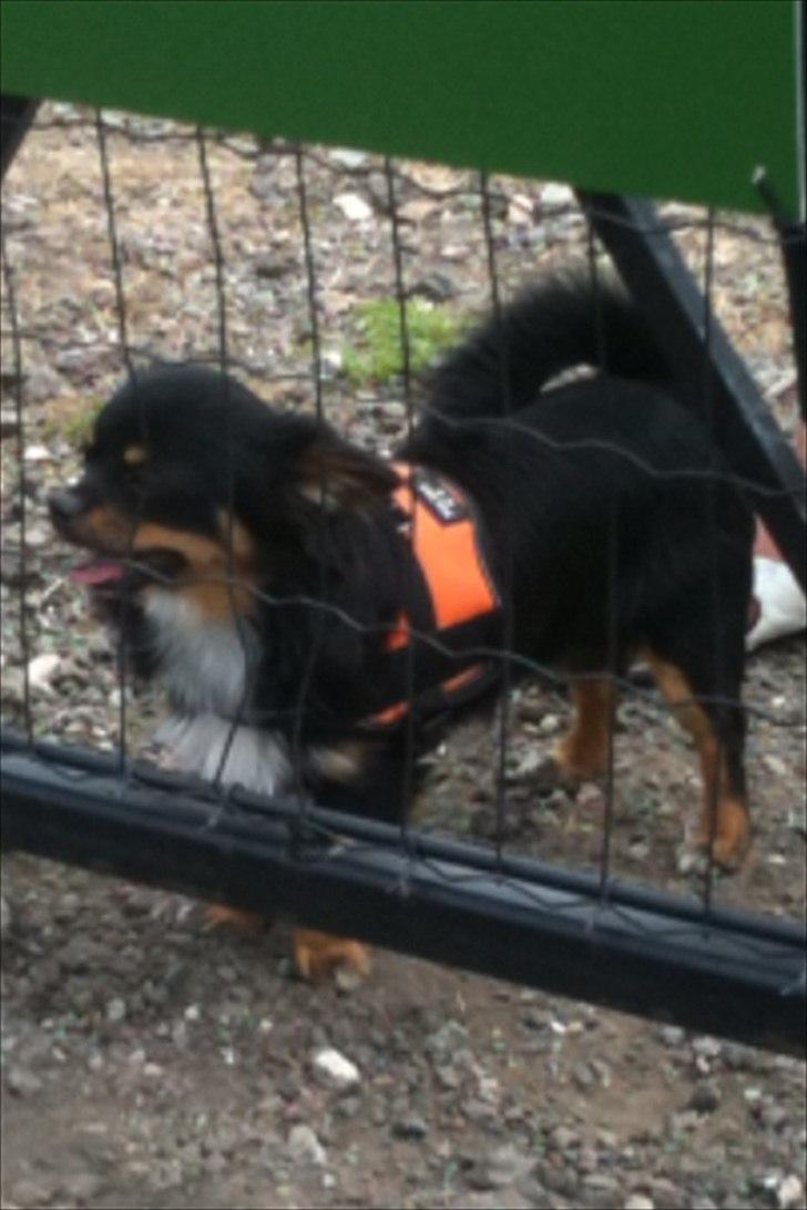 Chihuahua Niko billede 8