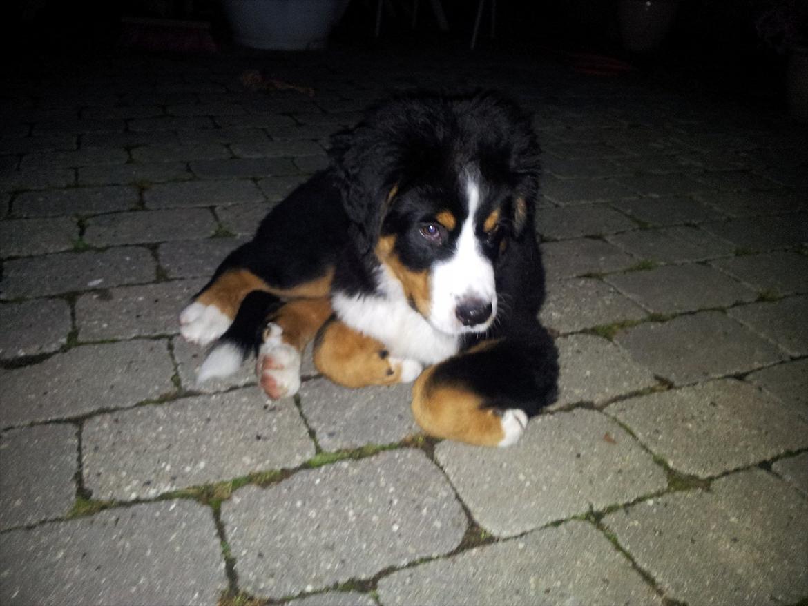 Berner sennenhund Bernhard billede 17
