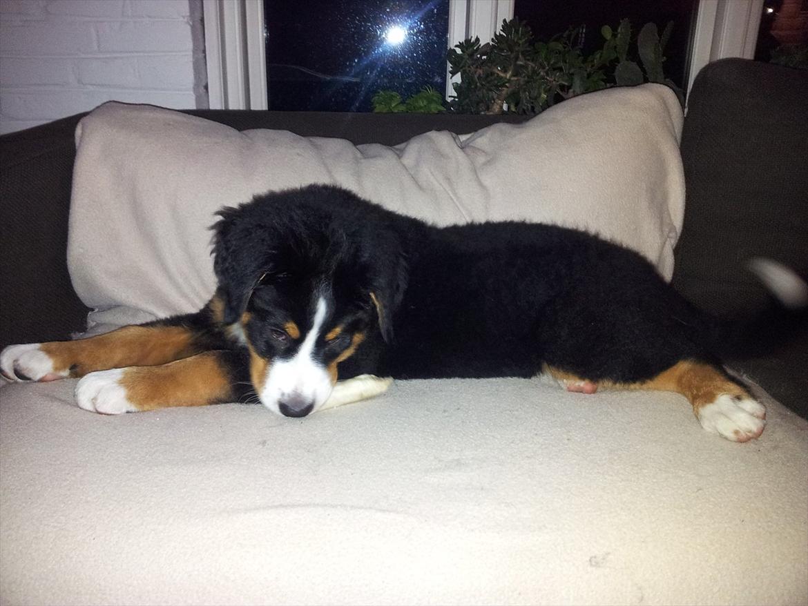 Berner sennenhund Bernhard billede 18