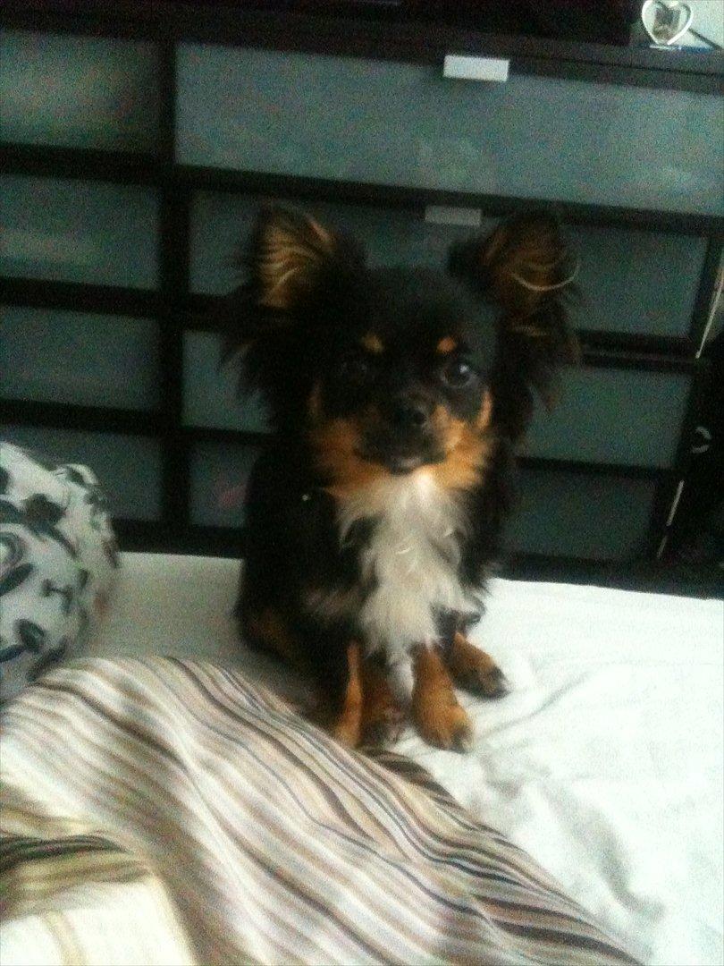 Chihuahua Niko billede 3