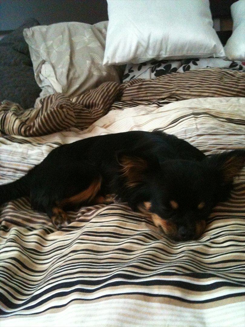 Chihuahua Niko billede 9