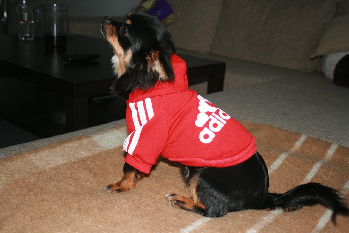 Chihuahua Niko billede 10