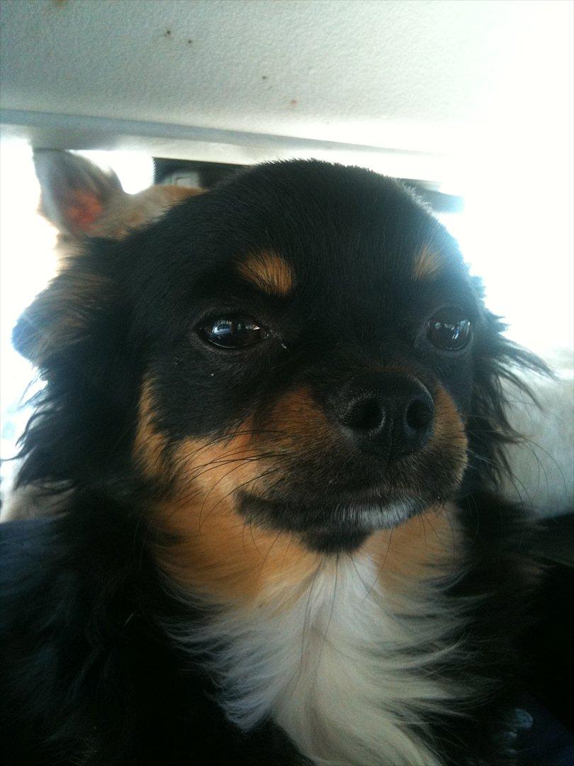 Chihuahua Niko billede 11