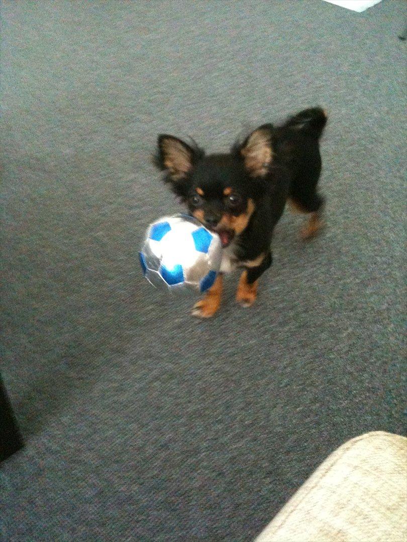 Chihuahua Niko billede 12