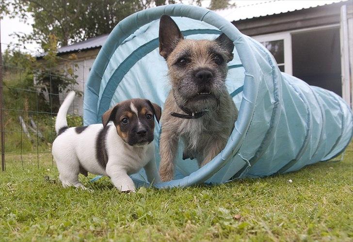 Blanding af racer Bella *FranskbullTerrier* - Bella og en af hendes 10 dejlige hvalpe Oskar som leger med mor Bella : ) billede 4