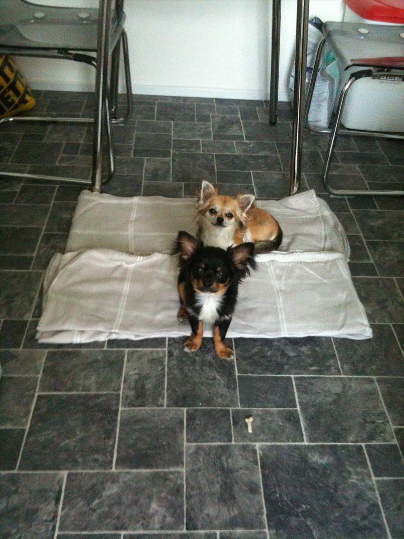 Chihuahua Niko billede 13