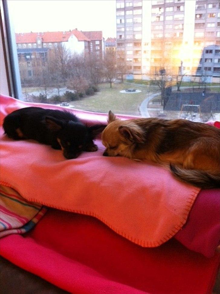 Chihuahua Niko billede 14