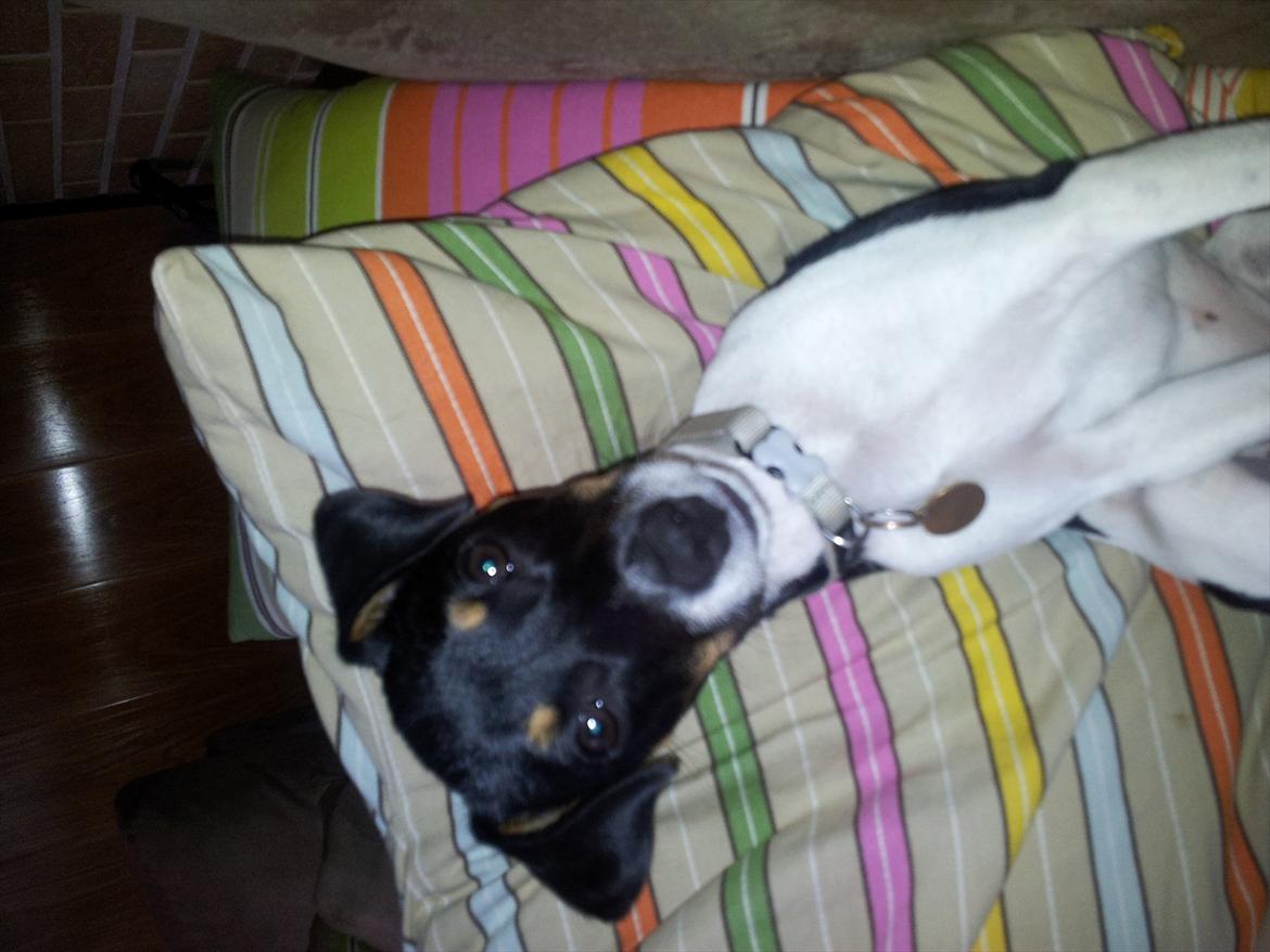 Dansk svensk gaardhund Ceres billede 12