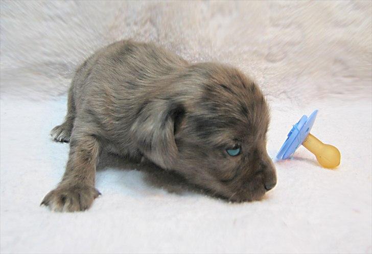 Blanding af racer Þrándr Shadow billede 2