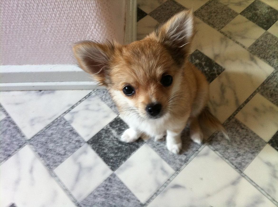 Chihuahua Chi Chi billede 7