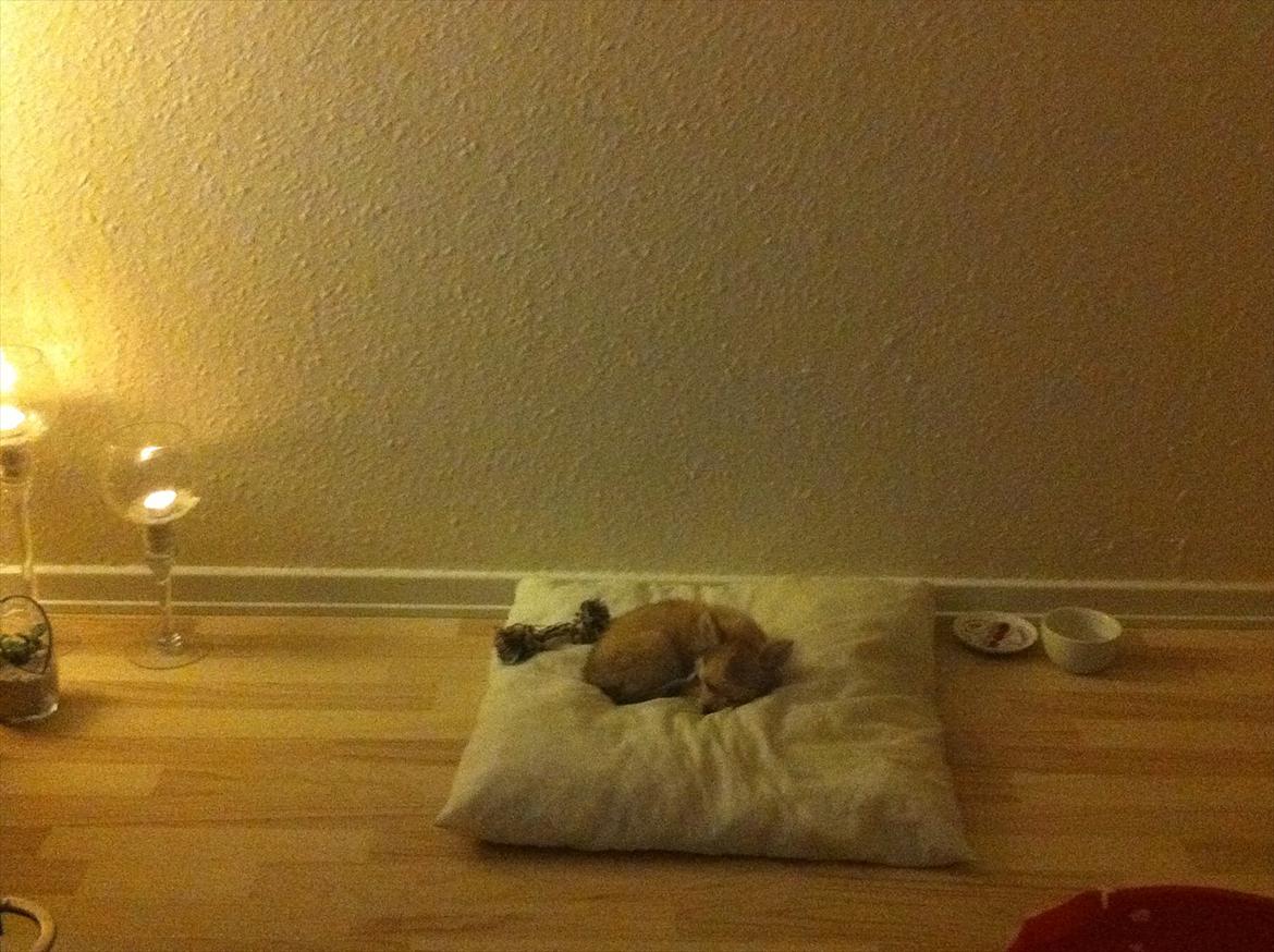 Chihuahua Chi Chi - hendes hyggekrog i stuen billede 12