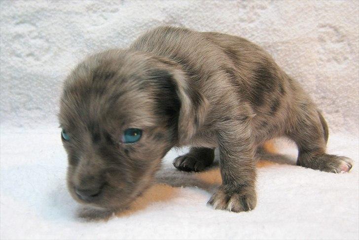 Blanding af racer Þrándr Shadow billede 3