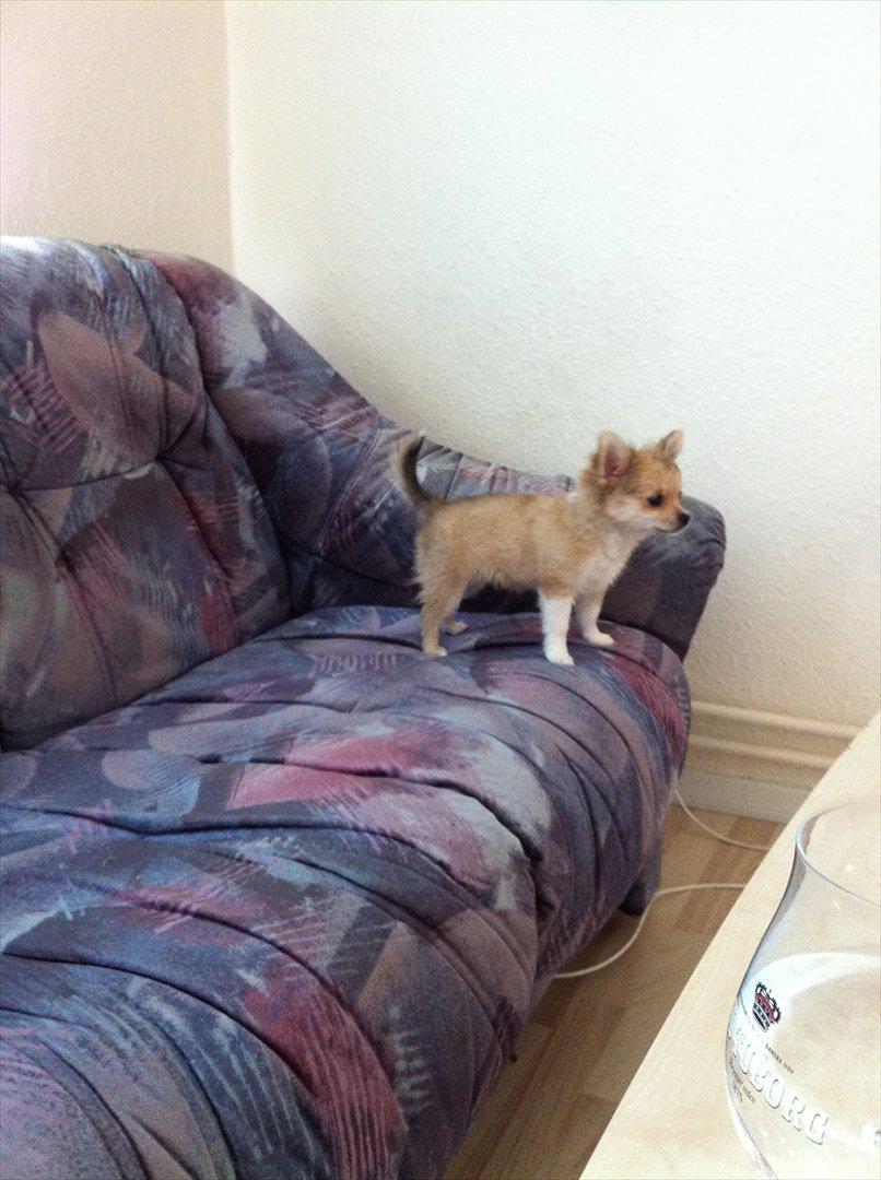 Chihuahua Chi Chi - så lille er hun <3  billede 9