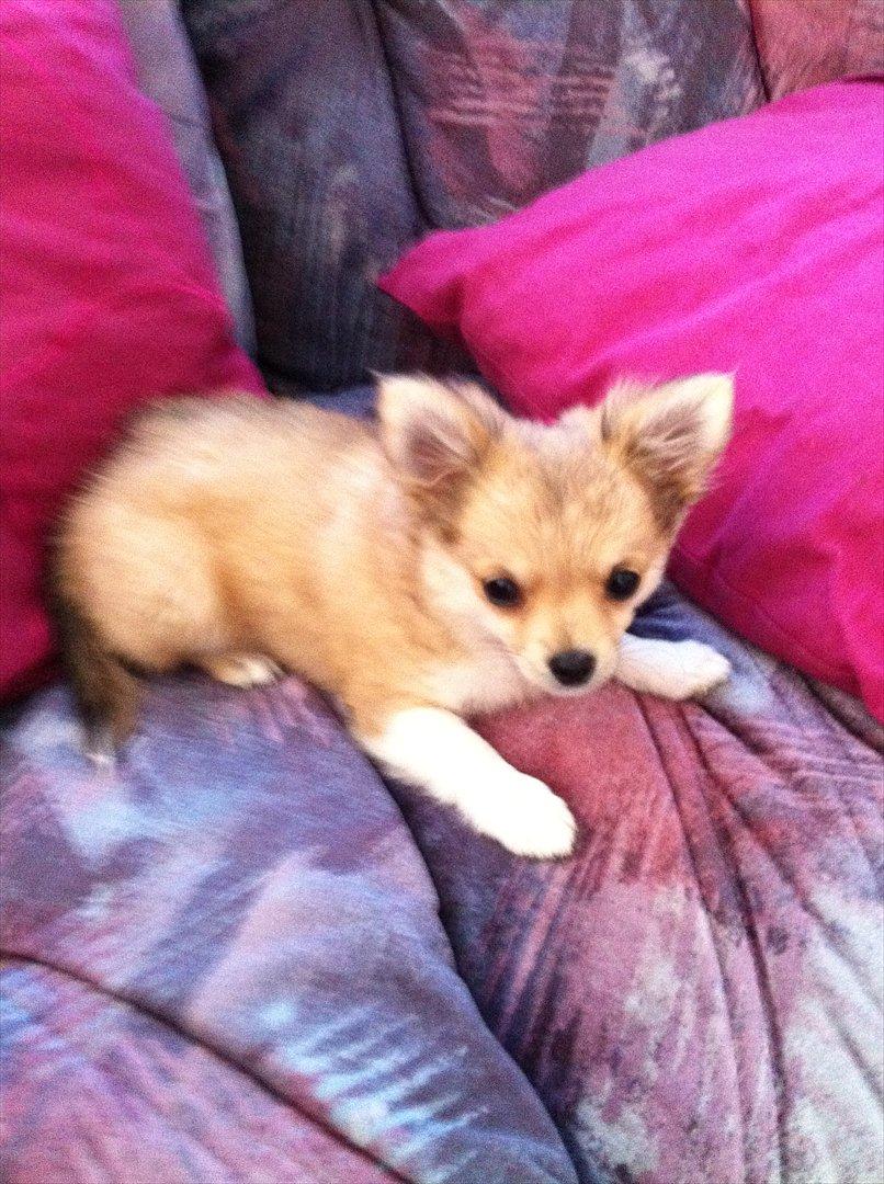 Chihuahua Chi Chi - uh nu skal vi lege billede 13