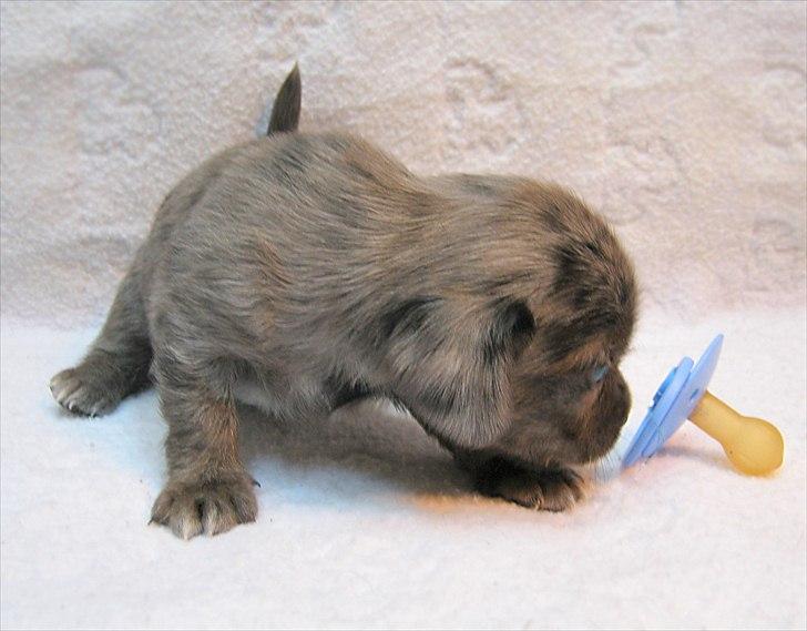 Blanding af racer Þrándr Shadow billede 4