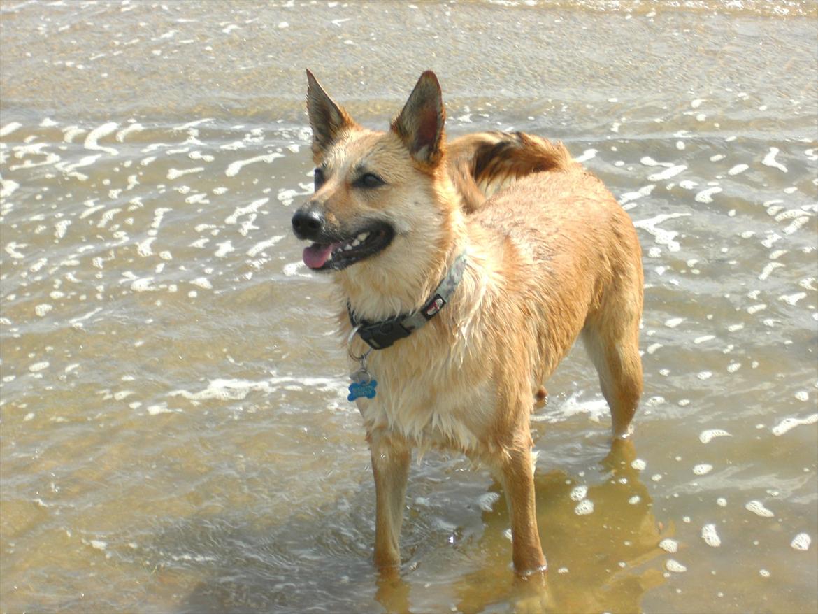 Belgisk hyrdehund SIF  billede 1