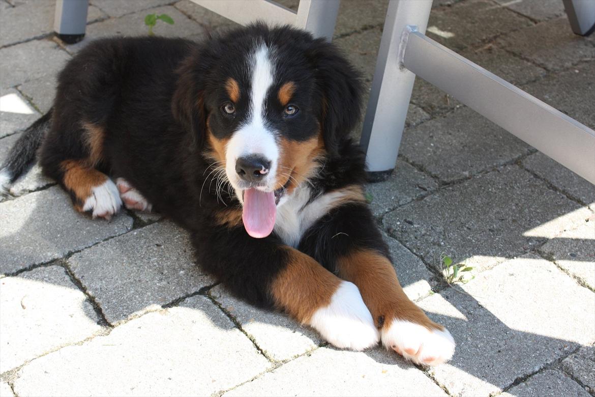 Berner sennenhund Milla billede 1