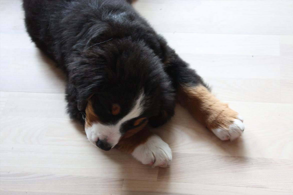 Berner sennenhund Milla billede 2