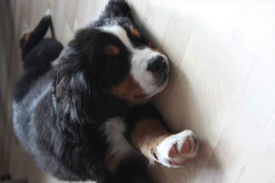Berner sennenhund Milla billede 3