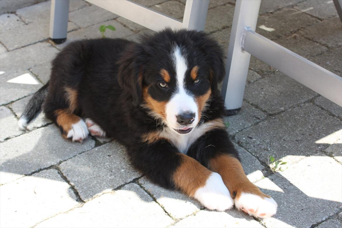 Berner sennenhund Milla billede 4