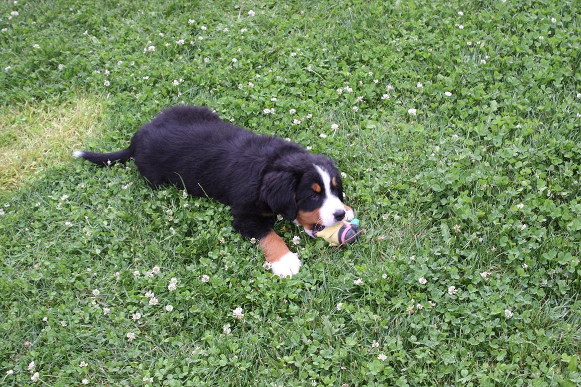 Berner sennenhund Milla billede 5