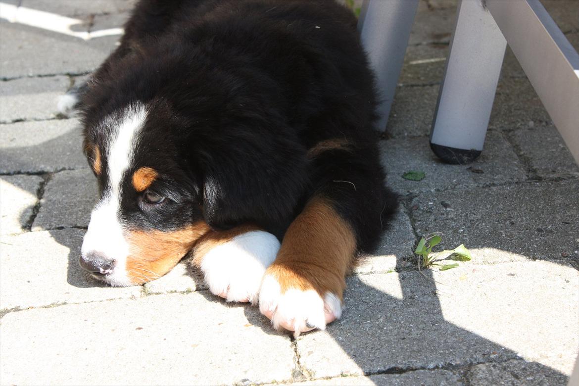 Berner sennenhund Milla billede 6