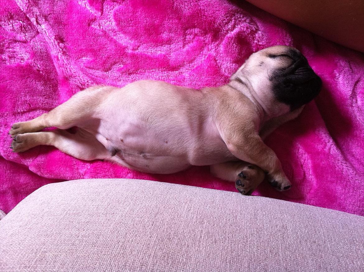 Mops Perzie - 9 uger. billede 13