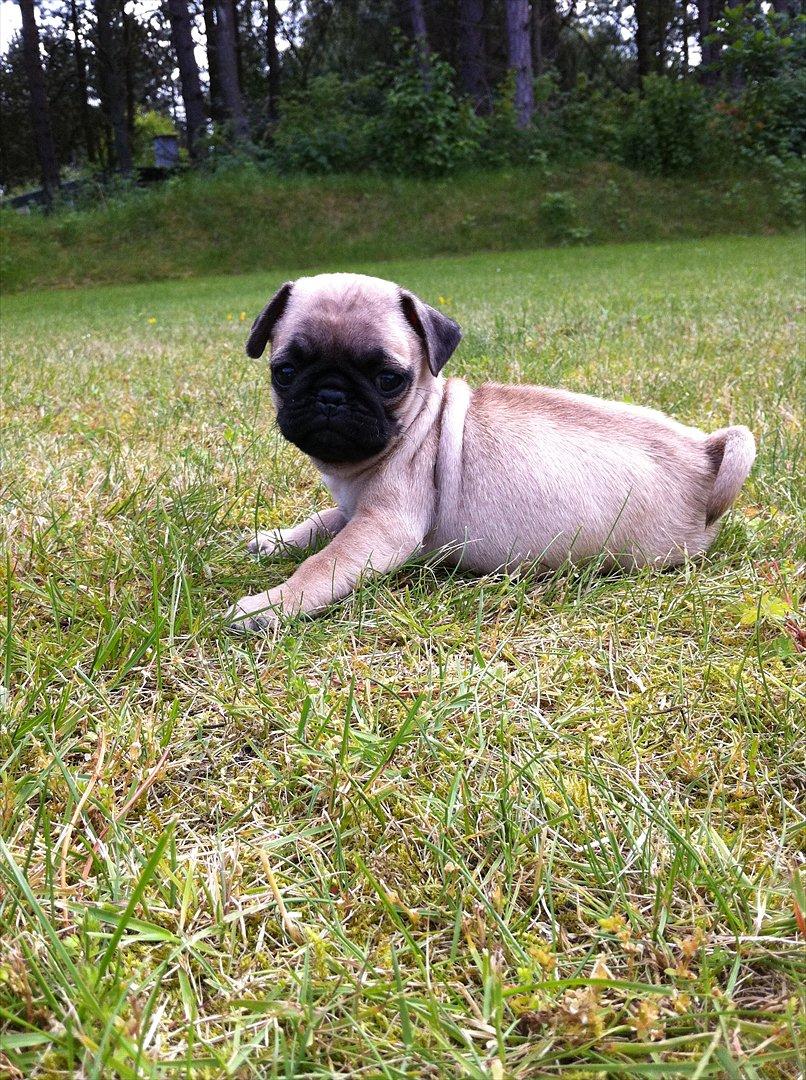 Mops Perzie - 9 uger. billede 14