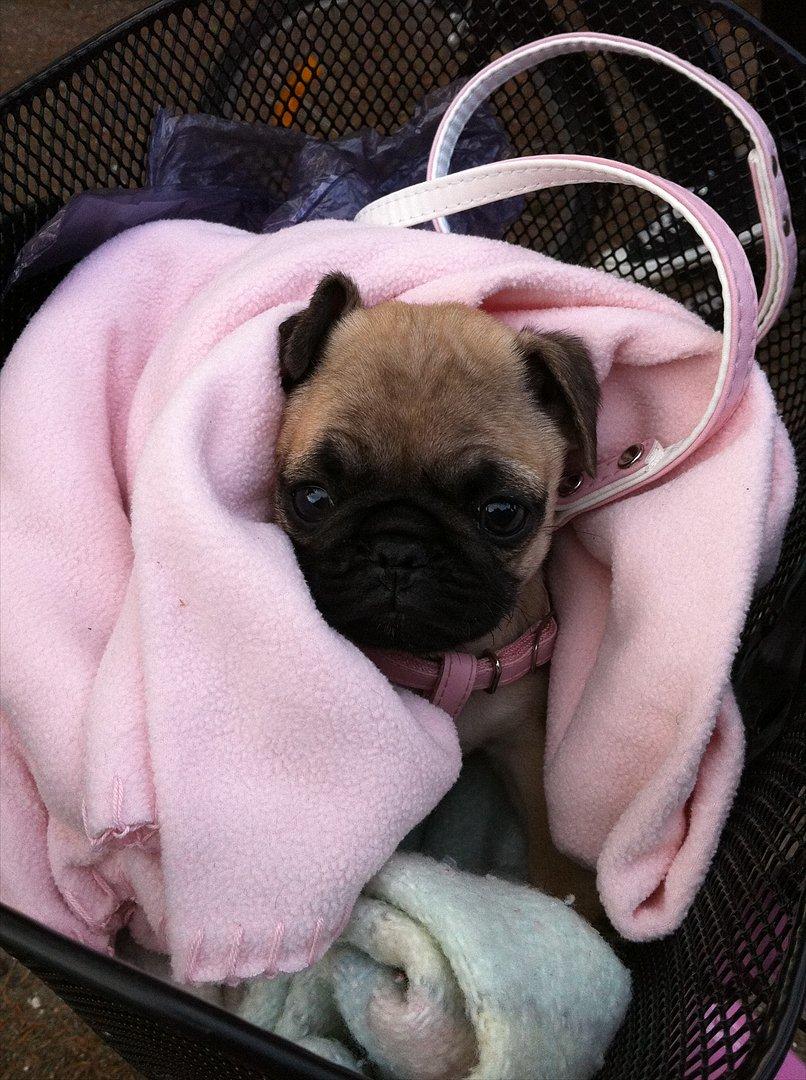 Mops Perzie - 9 uger. billede 1